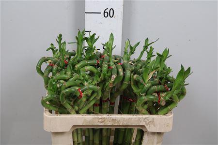 Dracaena sanderiana Lucky Bamboo