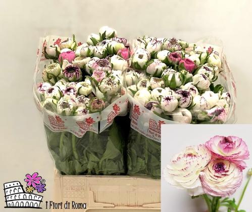 Ranunculus asiaticus 'Elegance White Stripes'