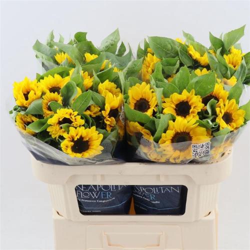 Helianthus annuus 'Vincent's Choice'