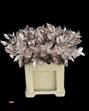 Ruscus kleurbehandeld H%