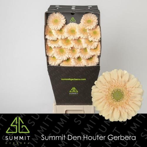 Gerbera mini 'Moët'