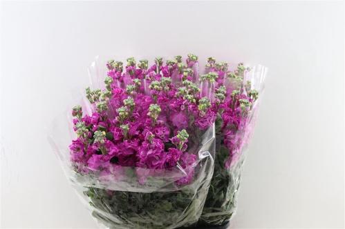 Matthiola incana overig