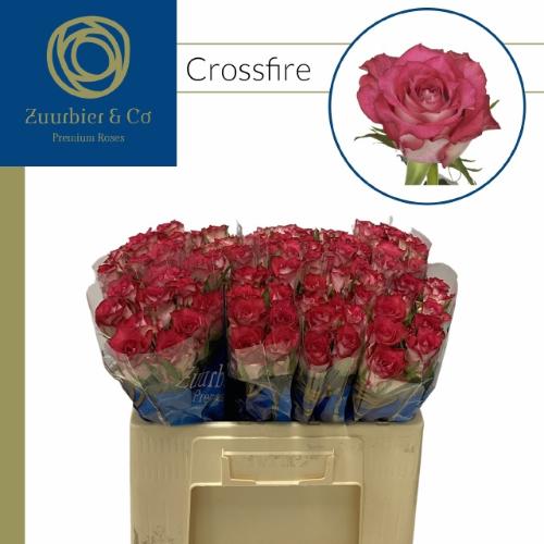 Rosa grootbloemig Crossfire