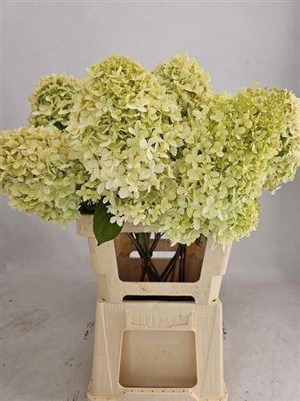 Hydrangea paniculata 'Limelight'