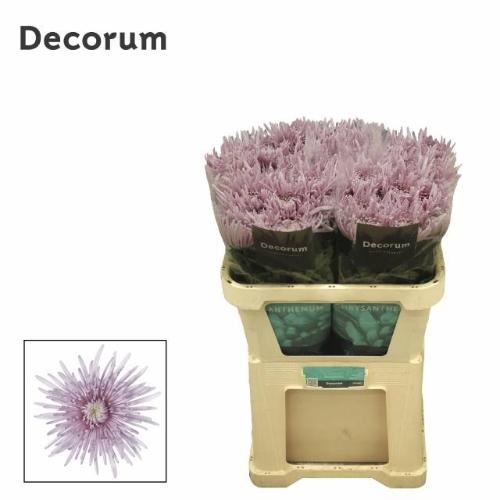Chrysanthemum (Indicum Grp) geplozen Cipria