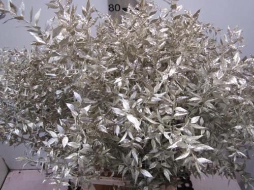 Ruscus kleurbehandeld H%