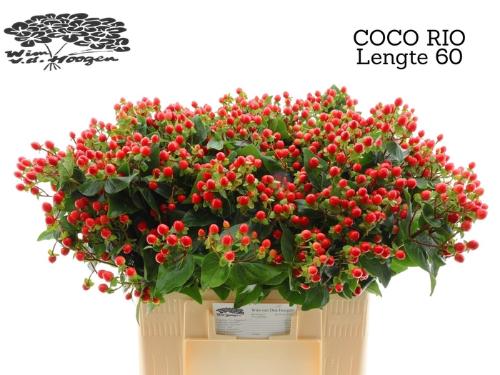 Hypericum Coco Rio