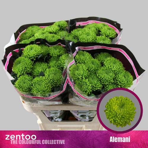 Chrysanthemum (Indicum Grp) geplozen Alemani