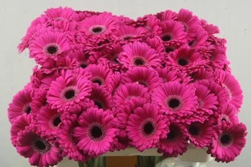 Gerbera mini Virgil+