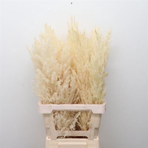 Cortaderia overig