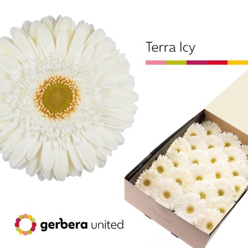 Gerbera grootbloemig Terra Icy