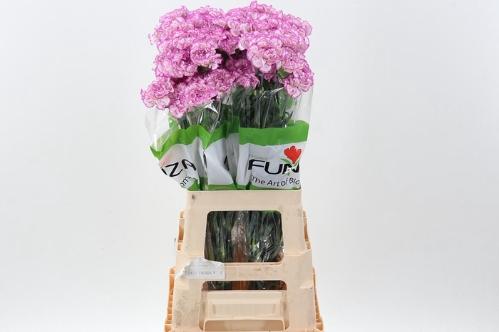 Dianthus standaard overig