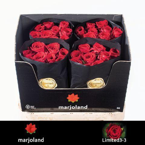 Rosa grootbloemig Red Naomi!