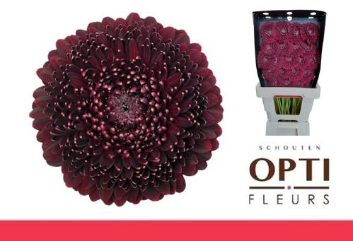 Gerbera Pomponi Black Pearl