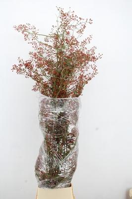Rosa Fair Jewel (rozenbottel)
