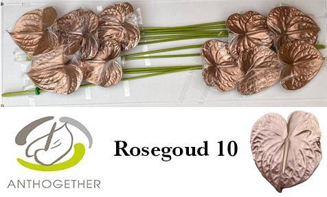 Anthurium Andreanum Grp kleurbehandeld H%