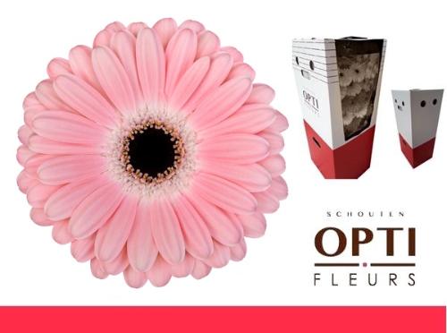 Gerbera grootbloemig Dulcie