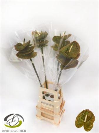 Anthurium (Andreanum Grp) Olivius