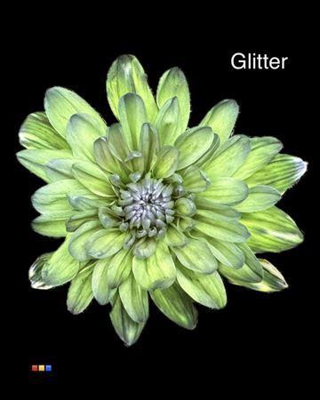 Chrysanthemum Indicum Grp tros kas kleurbehandeld H%