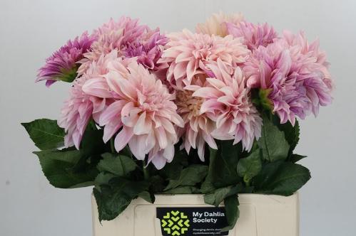 Dahlia Decor Grp 'Café au Lait'