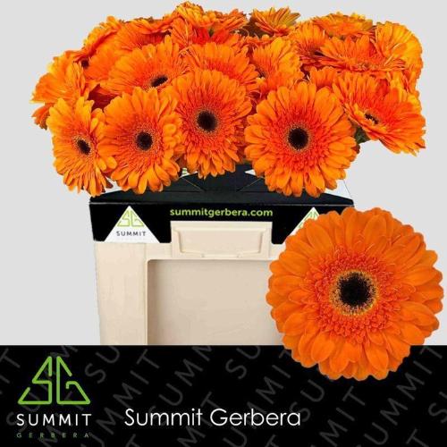 Gerbera grootbloemig 'Bonanza'