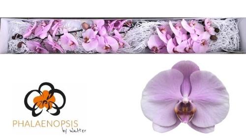 Phalaenopsis per bloem 'Tikal'
