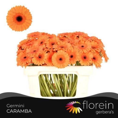 Gerbera mini 'Caramba'