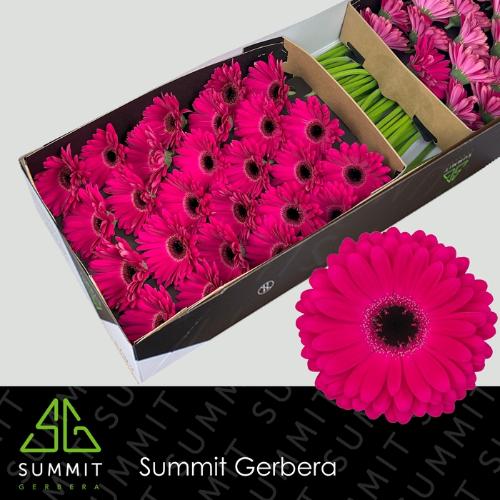 Gerbera grootbloemig Marilu