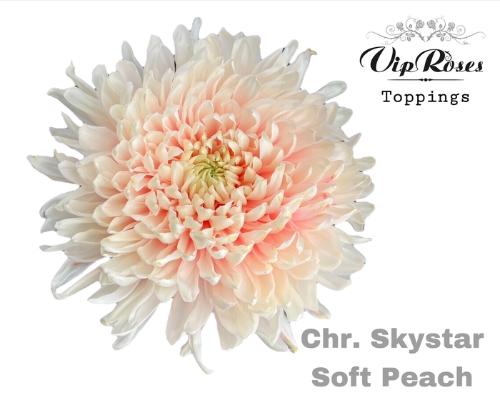 Chrysanthemum geplozen kas kleurbehandeld H%
