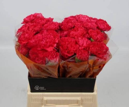 Dianthus standaard Bizet