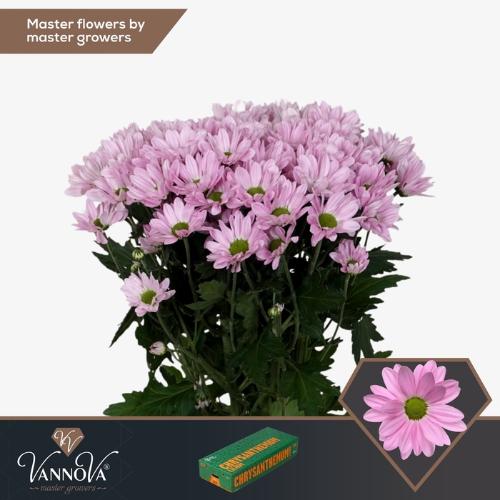 Chrysanthemum Indicum Grp tros kas Rihanna
