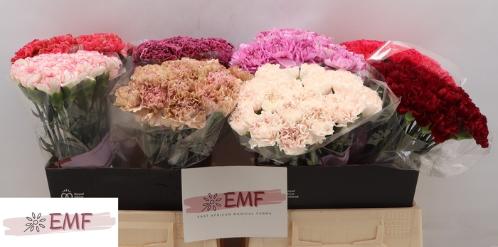 Dianthus standaard gemengd in fust