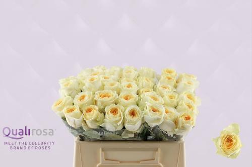 Rosa grootbloemig Buttercup