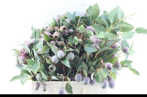 Eucalyptus overig met bes