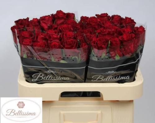 Rosa grootbloemig Ever Red