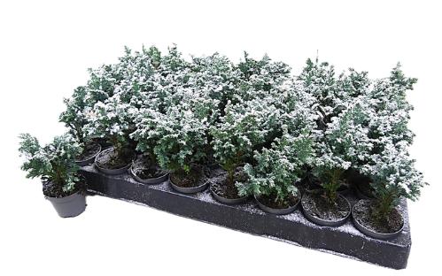 Chamaecyparis lawsoniana 'Ellwoodii'