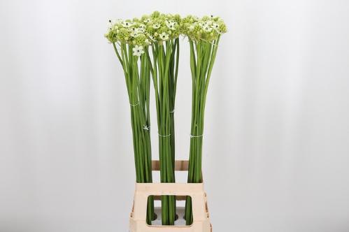 Ornithogalum saundersiae