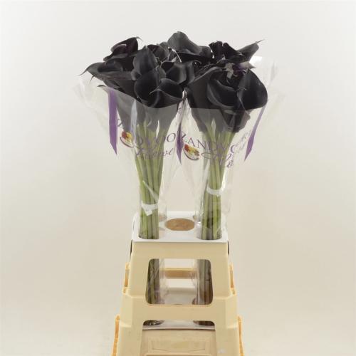Zantedeschia 'Escape'