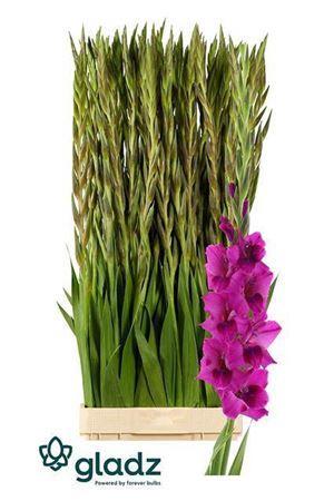 Gladiolus (Large-flowered Grp) 'Mystic Magenta'