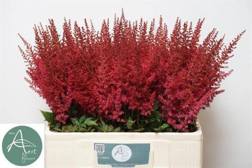Astilbe Arendsii Grp 'Paul G