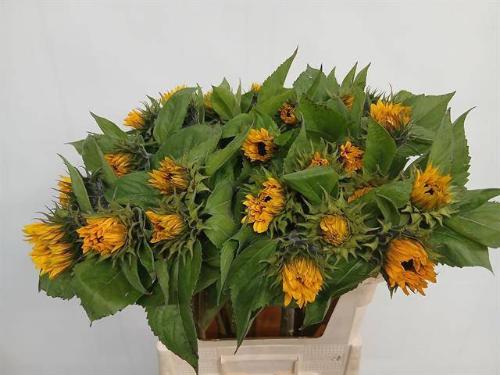 Helianthus annuus 'Ziggy'