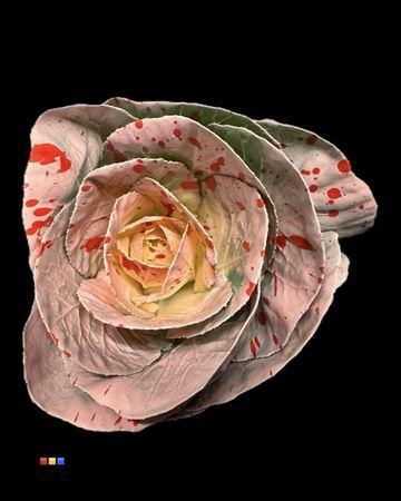 Brassica oleracea kleurbehandeld H%