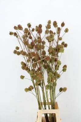 Glycyrrhiza yunnanensis (zaaddoos)