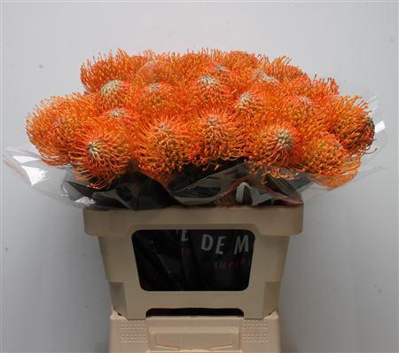 Leucospermum Ayoba Orange