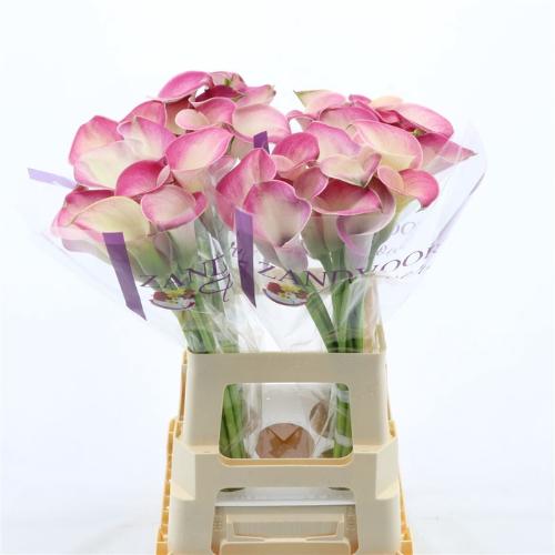 Zantedeschia 'Denver'