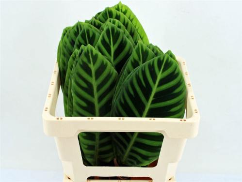 Calathea lancifolia