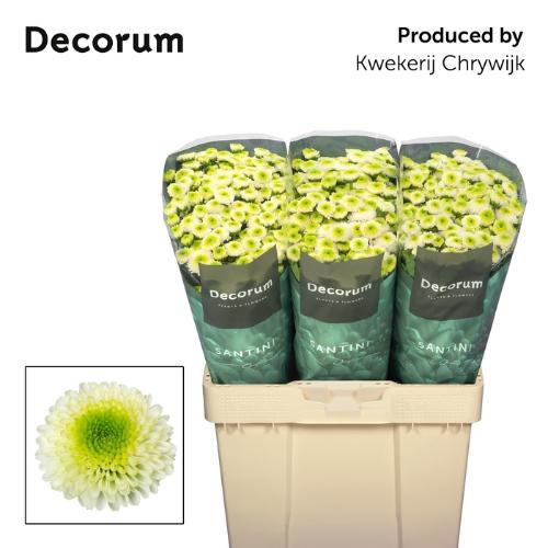 Chrysanthemum (Indicum Grp) tros santini Maverick