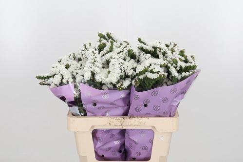 Limonium sinuatum Silvery Sun Birds