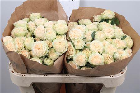 Rosa tros Summerrose