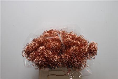 Leucospermum 'Naomi' kleurbehandeld H%